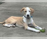 Small Photo #5 Mutt Puppy For Sale in Boonton, NJ, USA