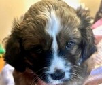 Puppy 1 Cavalier King Charles Spaniel-Yo-Chon Mix