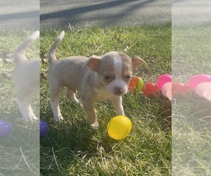 Chihuahua Puppy for sale in PASADENA, MD, USA