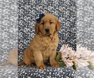 Golden Retriever Puppy for sale in OXFORD, PA, USA