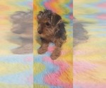 Small #17 Yorkshire Terrier