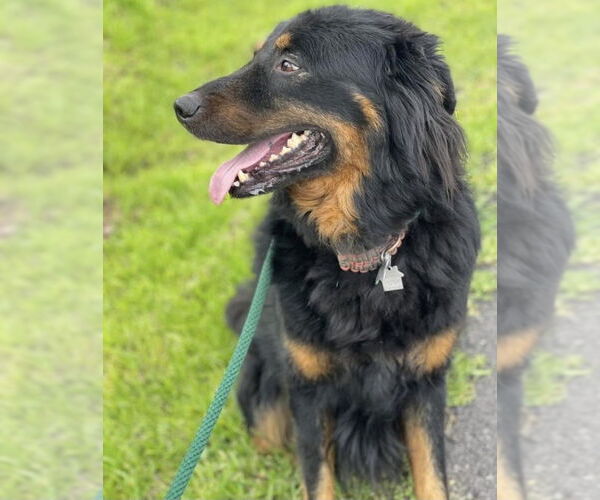 Medium Photo #5 Bernese Mountain Dog-Collie Mix Puppy For Sale in Houston, TX, USA
