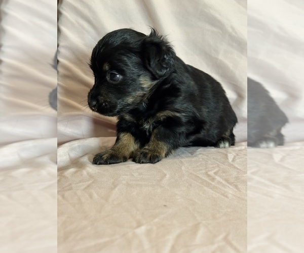 Medium Photo #8 Corgipoo Puppy For Sale in LONGMONT, CO, USA