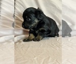 Sonnet - Female Corgipoo Puppy for Sale - Photo #8