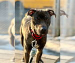 Small #11 American Pit Bull Terrier Mix