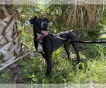 Small Boxer Mix