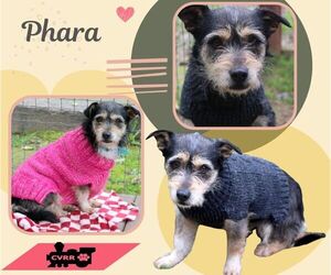 Mutt Dogs for adoption in Lindsay, CA, USA