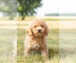 Small #5 Goldendoodle-Poodle (Miniature) Mix
