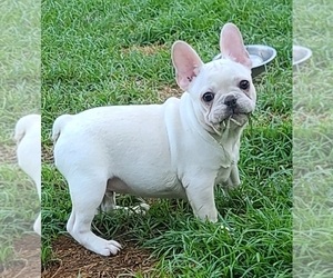 French Bulldog Puppy for sale in RAGLEY, LA, USA