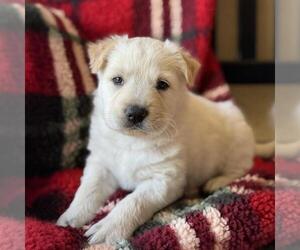 Golden Labrador Dogs for adoption in San Diego, CA, USA