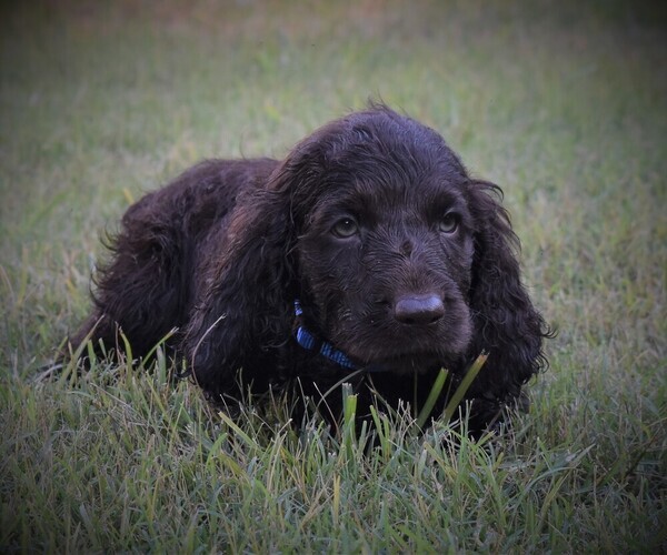 Medium Photo #1 Boykin Spaniel Puppy For Sale in FITZGERALD, GA, USA