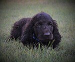 Small Photo #1 Boykin Spaniel Puppy For Sale in FITZGERALD, GA, USA