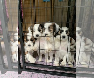 Tibetan Terrier Puppy for sale in ANDERSON IS, WA, USA