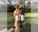 Small Photo #9 English Bulldog Puppy For Sale in MILTON, FL, USA