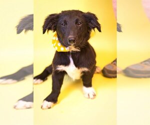 Basset Hound-Border Collie Mix Dogs for adoption in Holly Springs, MS, USA