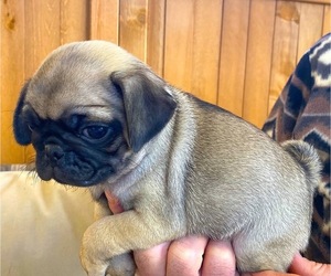 Pug Puppy for sale in HUTTO, TX, USA