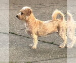 Small #2 Doxiepoo (Miniature)