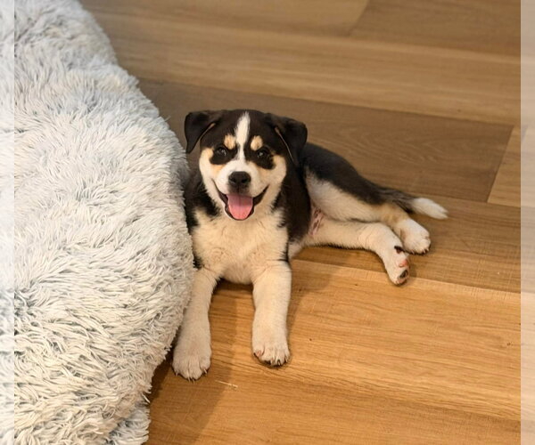 Medium Photo #2 Siberian Husky-Unknown Mix Puppy For Sale in Overland Park, KS, USA