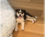 Small #1 Siberian Husky Mix