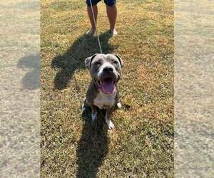 Mutt Dogs for adoption in Abbeville, LA, USA