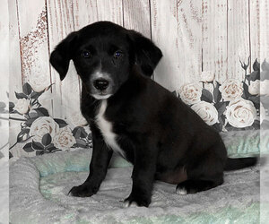 Labrador Retriever-Unknown Mix Puppy for sale in PENNS CREEK, PA, USA