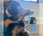 Small Photo #5 German Shepherd Dog Puppy For Sale in OWINGSVILLE, KY, USA