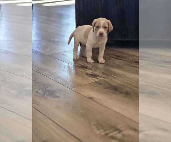 Medium Photo #5 Labrador Retriever-Unknown Mix Puppy For Sale in The Woodlands, TX, USA