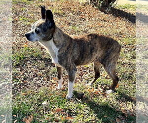 Boston Huahua Dogs for adoption in Westmont, IL, USA