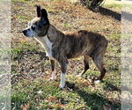 Small Boston Huahua