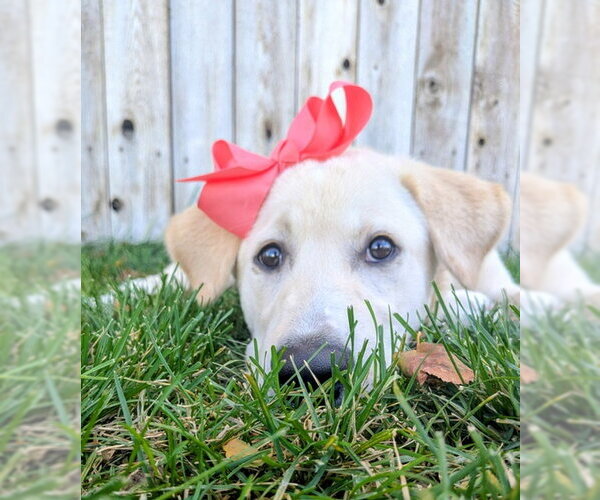 Medium Photo #7 Labrador Retriever-Unknown Mix Puppy For Sale in Sandy, UT, USA
