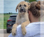 Small #3 Anatolian Shepherd-German Shepherd Dog Mix