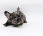 Small Photo #2 French Bulldog Puppy For Sale in MANHATTAN, NY, USA
