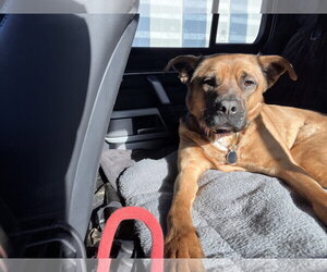 Barley - Male Black Mouth Cur-Labrador Retriever Mix Dog for Adoption - Photo #9