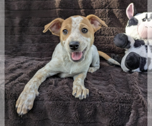 Mutt Dogs for adoption in Fresno, CA, USA