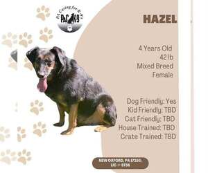 Mutt Dogs for adoption in New Oxford , PA, USA
