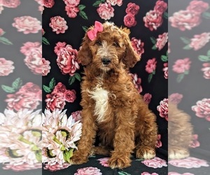 Irish Setter-Poodle (Miniature) Mix Puppy for sale in BIRD IN HAND, PA, USA