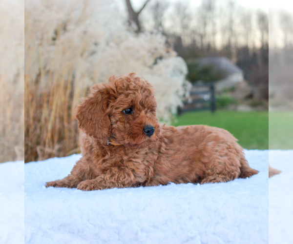 Medium Photo #3 Goldendoodle-Poodle (Miniature) Mix Puppy For Sale in NARVON, PA, USA
