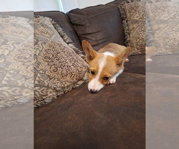 Medium Photo #66 Pembroke Welsh Corgi Puppy For Sale in SHILOH, OH, USA