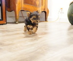 Small Photo #4 Yorkshire Terrier Puppy For Sale in LOS ANGELES, CA, USA