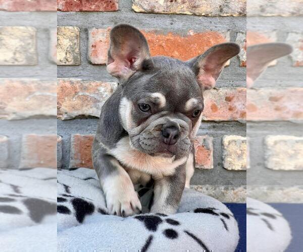 Medium Photo #5 French Bulldog Puppy For Sale in ERIAL, NJ, USA