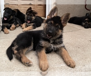 German Shepherd Dog Puppy for sale in RIVERSIDE, CA, USA