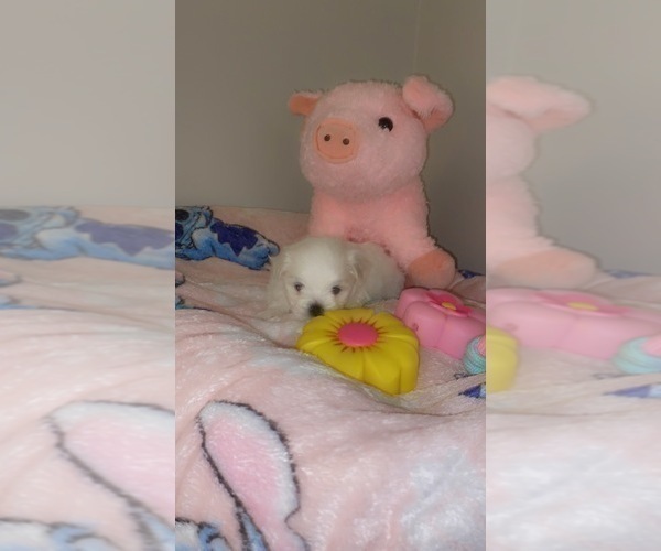 Medium Photo #3 Maltese Puppy For Sale in ALTAMONTE SPRINGS, FL, USA
