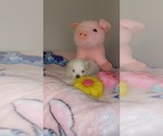 Small #2 Maltese