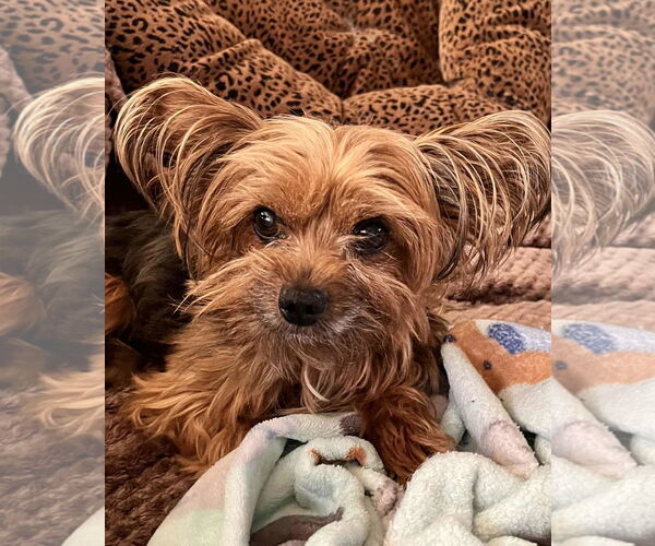 Medium Photo #1 Mutt Puppy For Sale in Matawan, NJ, USA