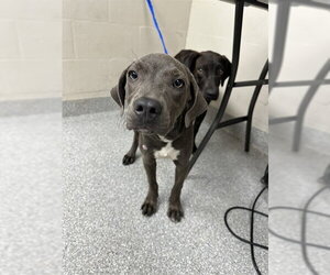 American Pit Bull Terrier-Unknown Mix Dogs for adoption in Pasadena, TX, USA