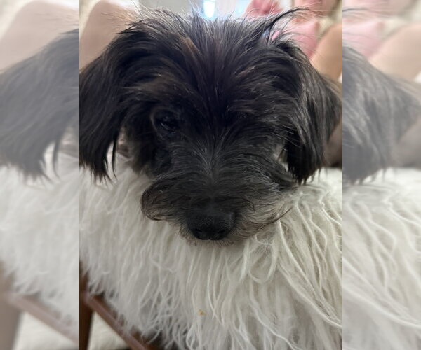 Medium Photo #2 Mutt Puppy For Sale in oakland, FL, USA