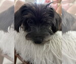 Small #1 Mutt
