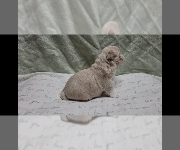 Medium Photo #7 Maltipoo (Miniature) Puppy For Sale in BROOKFIELD, MO, USA