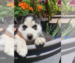 Small Photo #5 Siberian Husky Puppy For Sale in CANTON, MO, USA