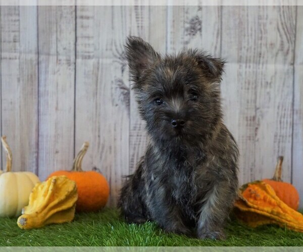 View Ad Cairn Terrier Puppy for Sale near Ohio, FREDERICKSBG, USA. ADN
